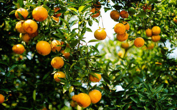 istock Orange fruit, organic orange garden 2151525751