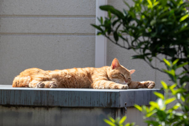 istock A cute brown tabby stray cat basking in the sun 2151525964