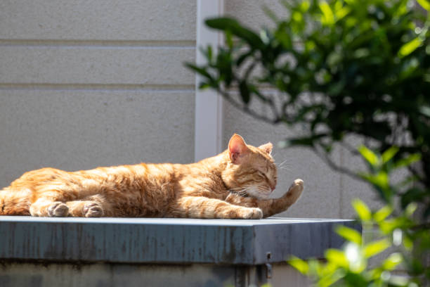 istock A cute brown tabby stray cat basking in the sun 2151525967