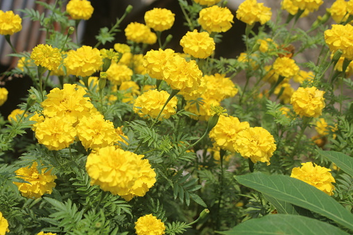 beautiful yellow flowers blooming