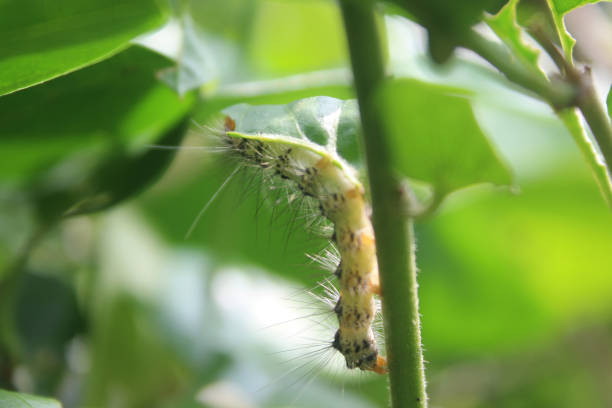 caterpillars on flower stalks