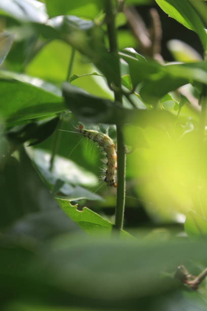 caterpillars on flower foliage twigs