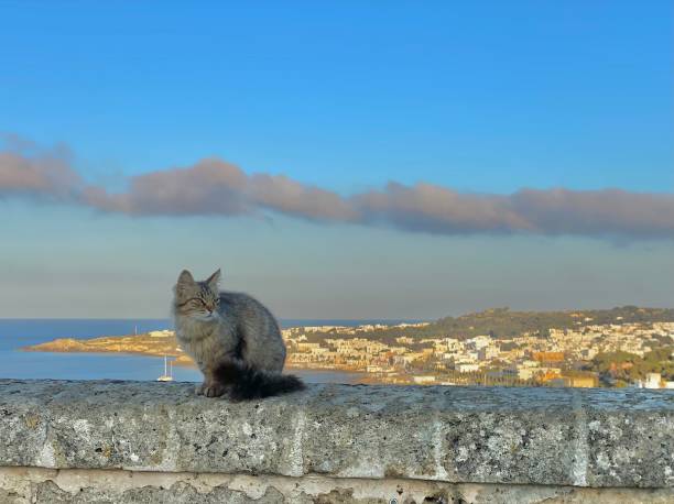 cats lie on roofs of the white-walled houses of city of Lindos. Stray or Feral Cats in islandf Rhodes in Greece. Historic Landmark in Old Town.