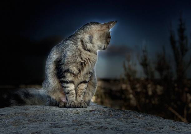 istock Relaxing Stray Cat awakes at Sunrise 2151527343