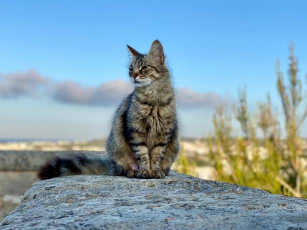 Relaxing Stray Cat at dawn sitting on a surrounding Wal.