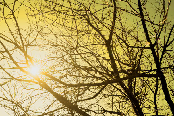 Selective focus of Leafless tree branches silhouette Black and orange romance scene background