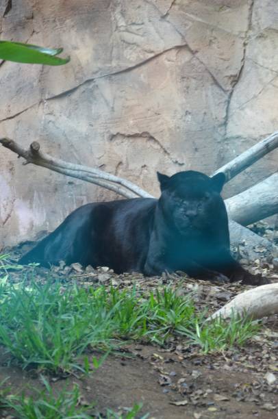 istock The panther lies on a rock. 2151527513