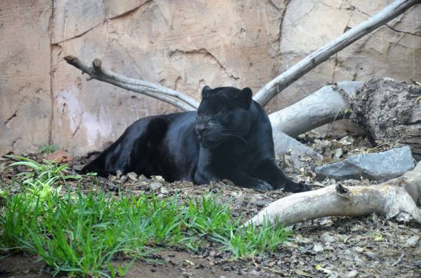 istock The panther lies on a rock. 2151527524