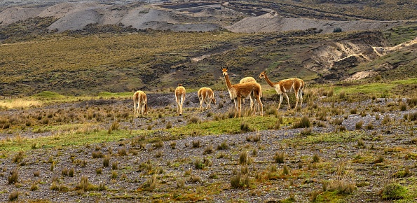 Riobamba, Ecuador, October 28, 2022:  View of a herd of vicuñas above the Cañón de la Chorrera near the Chimborazo mountain in Ecuadorian Andes.