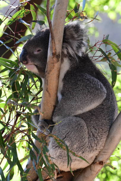 istock Koala in a gumtree in Australia 2151529420
