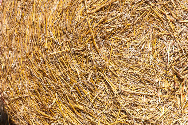 Dry hay as an abstract background. Texture.