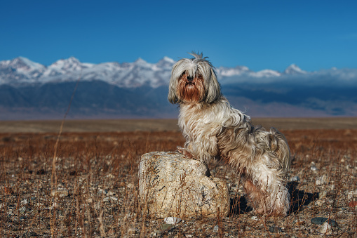 Shih-tzu dog standing on a stone on mountains background