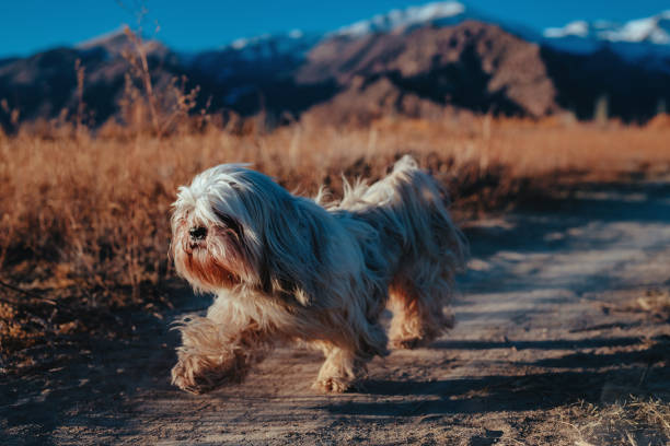 istock Shih-tzu dog running along a path in the mountains 2151530752