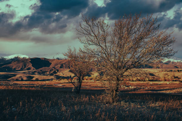 Picturesque mountain landscape with trees at autumn