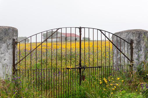 Rural charm: Old farm gate leading to a flower-filled field on a gray day.