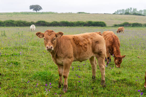 istock Curious gaze: Limousin calf in profile in the mist. 2151531986
