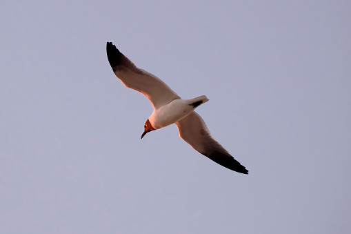 Close-up from below of a laughing gull (Leucophaeus atricilla) flying overhead. The bird is flying at a diagonal angle to the bottom left of the frame. Clear sky. Soft pink dawn light from the left on the front of the bird.