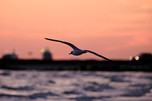 Close-up of a laughing gull (Leucophaeus atricilla) flying over the water along the coast at dawn. The bird is flying away from the camera and to the left. The background of the opposite shore is blurred.