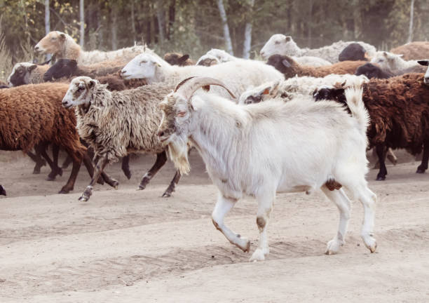 Goats walk along a dirt road to a pasture.
