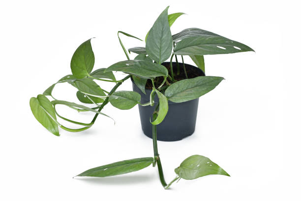 istock Tropical 'Epipremnum Pinnatum Cebu Blue' houseplant 2151533410