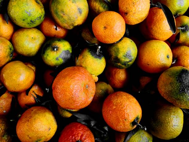 Calabrian oranges