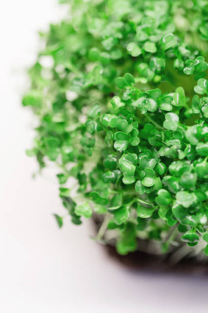 istock Green micro plant with leaves on white background, macro. 2151534365