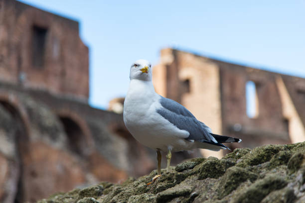 Seagull in Rome, Italy.