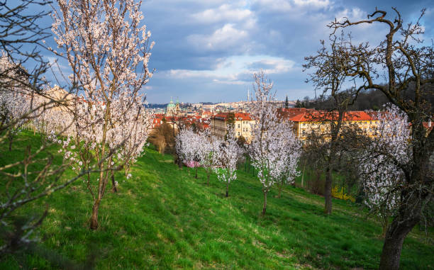 Flowering almond tree in Strahov garden near Prague castle and hill Petrin in springtime. Prague, Czech repuplic.