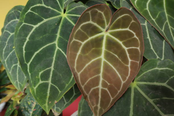 istock green leaves and nature 2151535585
