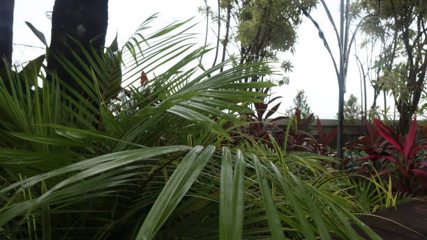 Creative layout made of green leaves and nature. Lay flat. natural concept.