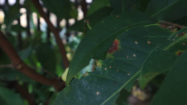istock green leaves and nature 2151535611