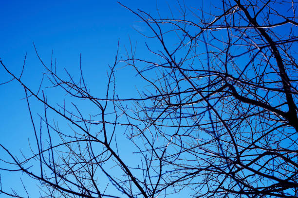 Selective focus Leafless tree branches silhouette Black and Blue with nature lens flare effect romance scene background