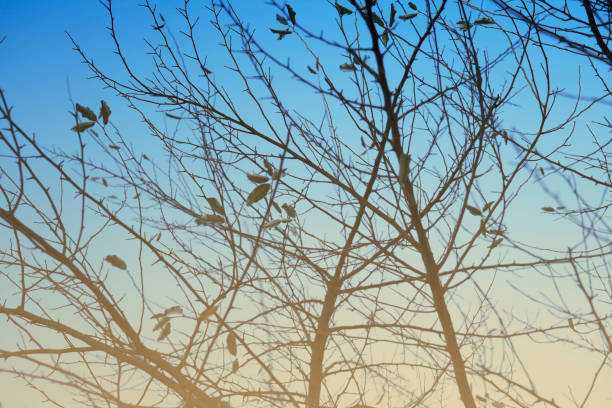 Selective focus Leafless tree branches silhouette Black and Blue with nature orange flare effect romance scene background