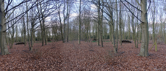 Fores t Panoramic image  Deciduous trees without foliage  Fall foliage on the ground