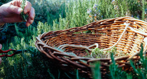 istock A man cuts rosemary from a bush. 2151537015