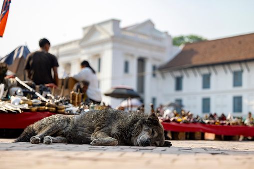 a dog at the Kathmandu Durbar Square