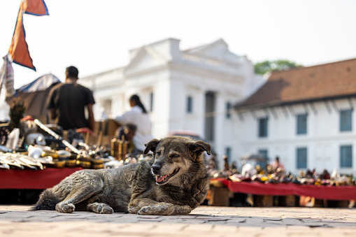 a dog at the Kathmandu Durbar Square