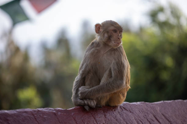 monkeys at the Swayambhunath stupa, Kathmandu