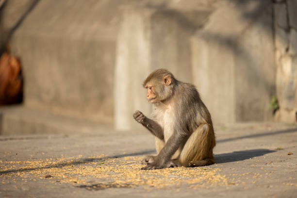 A monkey beg for food from tourists at Zhangjiajie National Forest Park.
