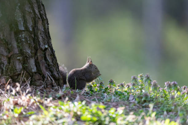 Cute Japanese squirrel living in the forest