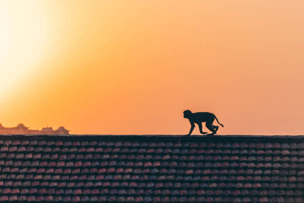 monkeys at the Swayambhunath temple