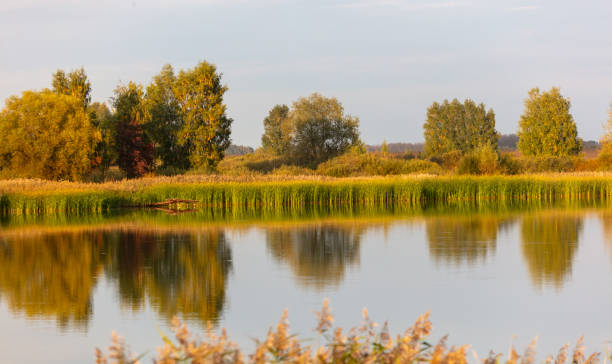 istock Trees with reeds on a lake in summer 2151540717