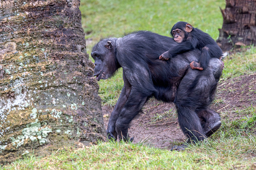 Cute Chimpanzee (Pan troglodytes) baby riding on the mother's back as she walks along.