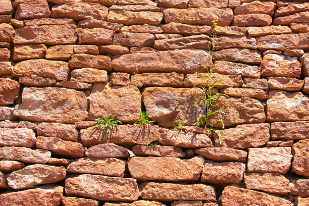 The plant grows in an old brick wall.