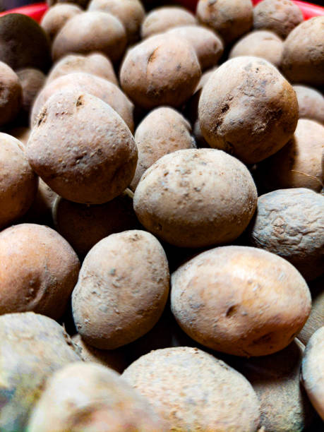 istock Unpelled Baby Potato 2151542528