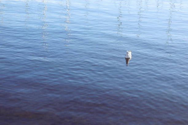 seagull in the sea and reflection