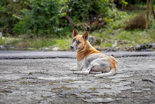 Sad looking domestic dog resting beside a road. The picture is taken in Kecamatan Iv Koto in the northwestern part of Sumatra
