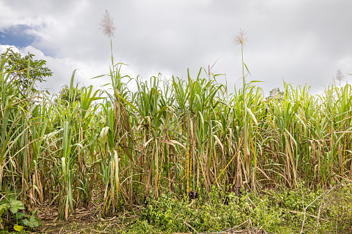 Side view to a field with sugar cane, Saccharum officinarum showing the tall plants. The picture is taken in Kecamatan Matur in the northwestern part of Sumatra