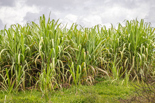 Dirt road among sugarcane plantation. Mauritius