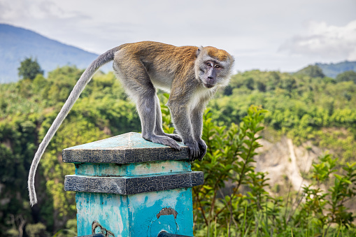 Male long-tailed macaque monkey, Macaca nemestrina looking for food at the outskirts of the city. The picture is taken in Bukittinggi in the northwestern part of Sumatra